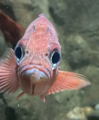 Aquarium et bassins tactiles