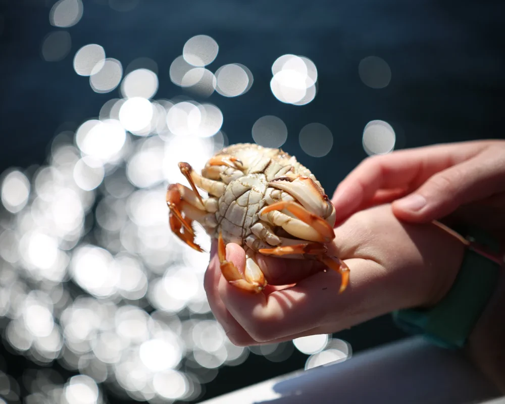 Excursion en mer